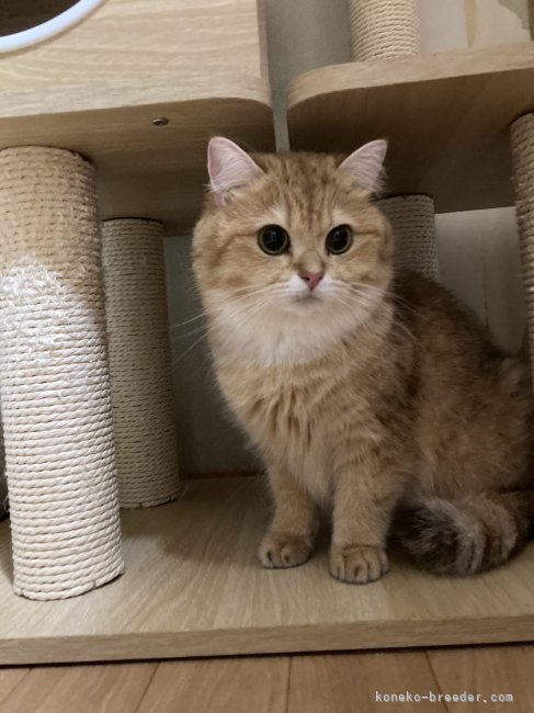 ブリティッシュショートヘア【・女の子・2024年4月25日・チョコレートゴールデン】「かわいい子」