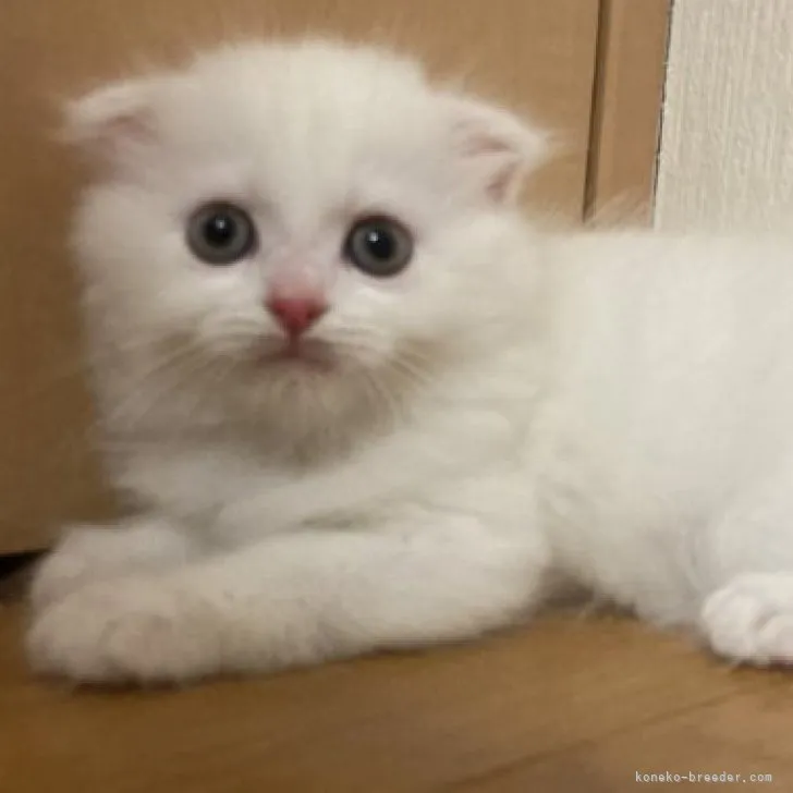 ID：2305-01410の子猫