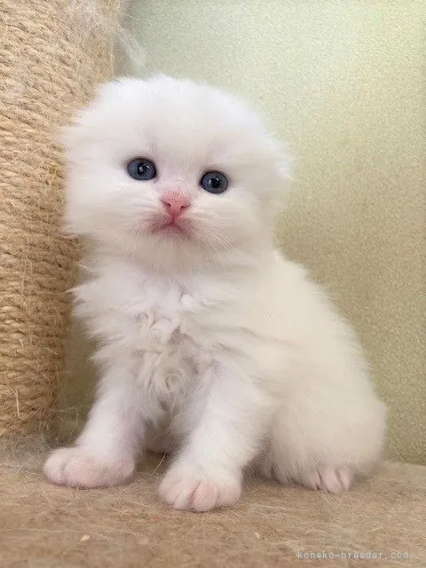ID:2201-00655の子猫