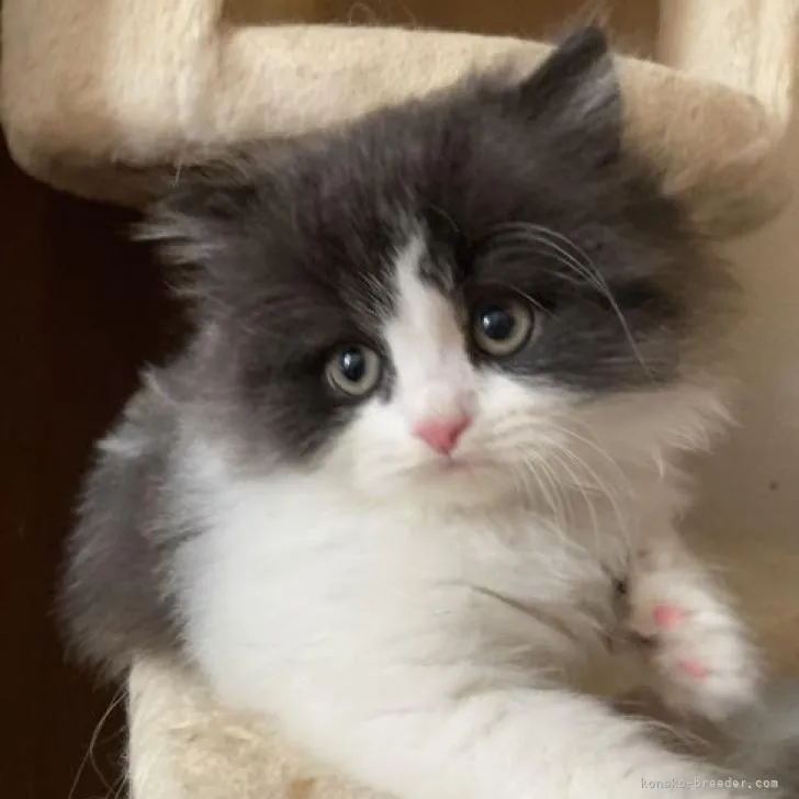 ID：2209-00481の子猫