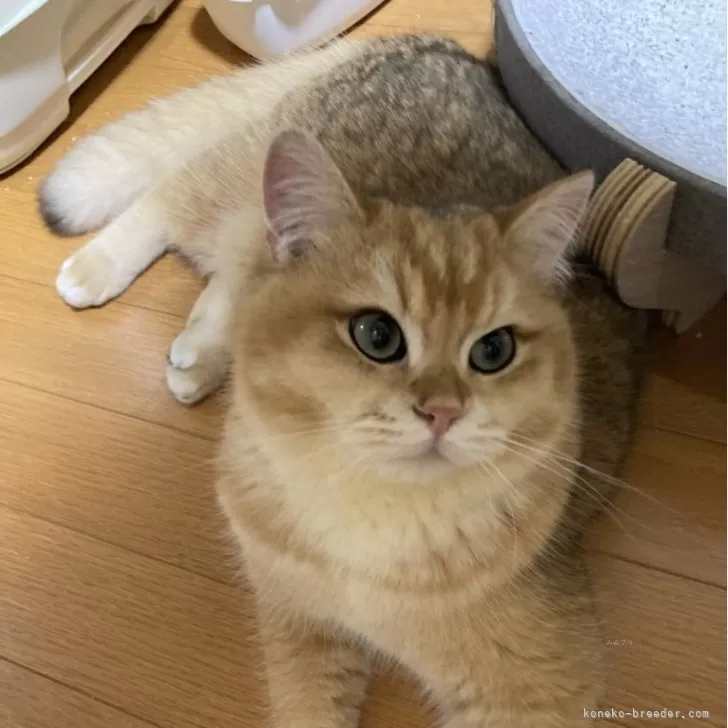 ジェラートピケ 猫 cat ブランケット ブリティッシュショートヘアー