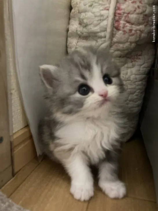 ID:2202-00570の子猫