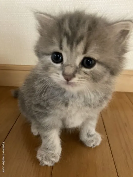 ID:2108-01705の子猫