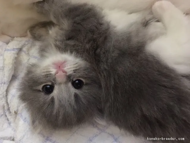 ID：1704-00677の子猫