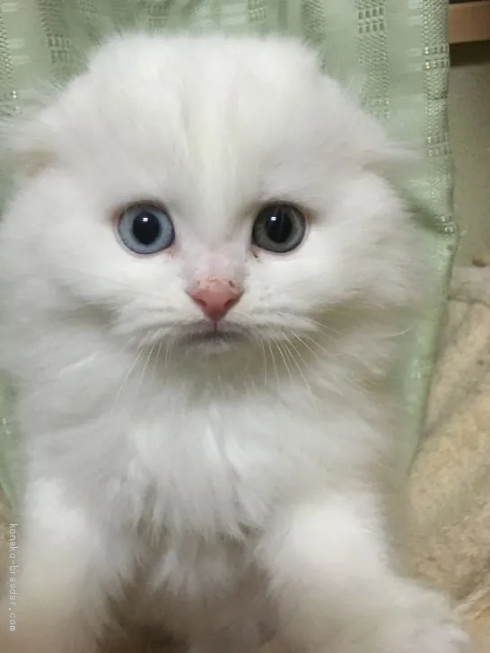 ID：1911-00664の子猫