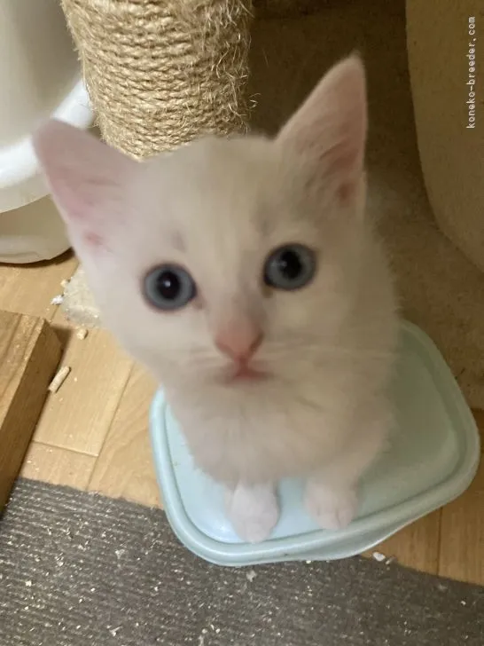 ID：2204-02611の子猫