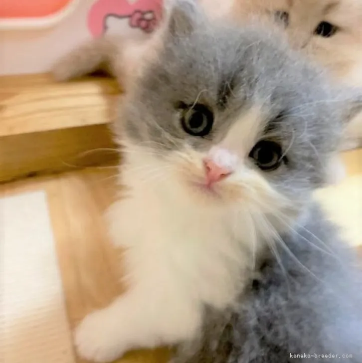 ID：2308-00936の子猫