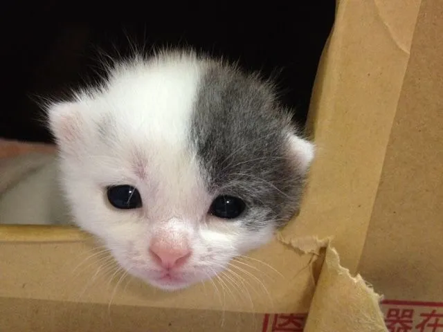 ID:1506-00225の子猫