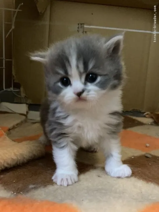 ID：2105-00312の子猫