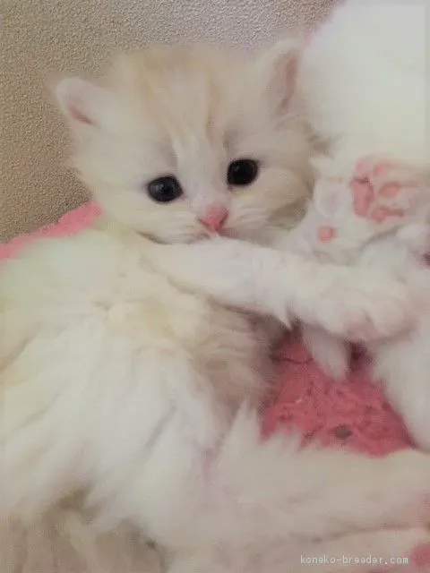 ID：1911-00666の子猫