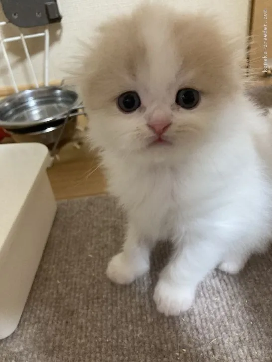 ID：2201-01813の子猫