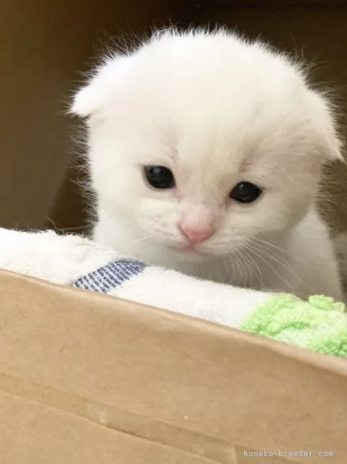 ID：2104-02530の子猫