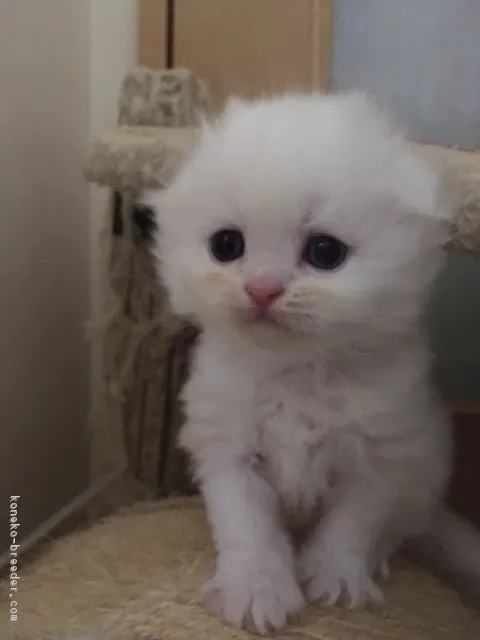 ID：1901-00863の子猫