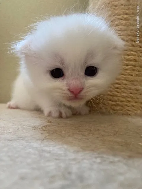 ID：2106-01015の子猫