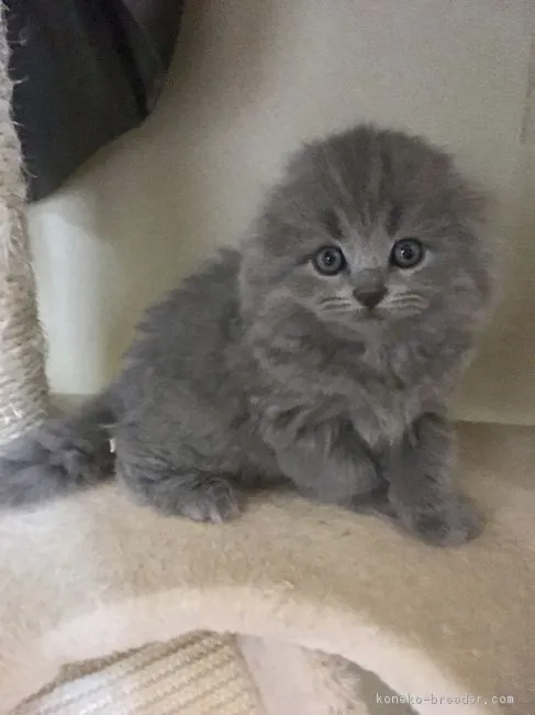 ID：1803-01438の子猫