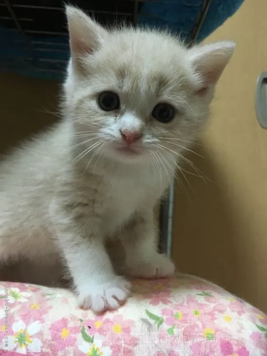 ID：1709-01143の子猫