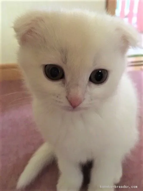 ID：1802-00864の子猫