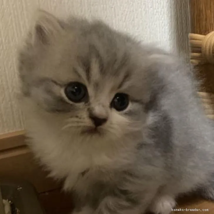 ID：2209-00485の子猫