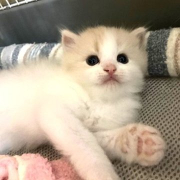 スコティッシュフォールド(立ち耳)【三重県・男の子・2023年8月10日・クリームホワイト（ロング）】の写真「ハチワレの優し毛色の男の子☆」