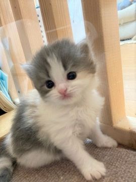 スコティッシュフォールド(立ち耳)【三重県・女の子・2020年9月7日・ダイリュートキャリコ（ロング）】の写真「きれいなハチワレな女の子♡」