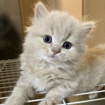 スコティッシュフォールド(立ち耳)【三重県・男の子・2023年7月7日・クリーム（ロング）】の写真「まん丸むちむちの男の子☆」
