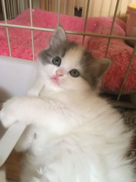 スコティッシュフォールド(立ち耳)【三重県・男の子・2020年3月24日・ブルータビー&ホワイト（ロング）】の写真「貫通ハチワレのかわいい男の子☆」