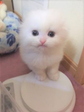 スコティッシュフォールド(折れ耳)【三重県・女の子・2018年1月16日・ホワイト（ロング）】の写真「ほわほわ雪のような女の子♡」