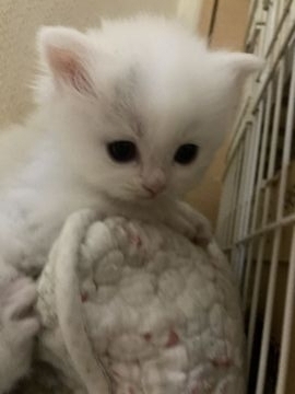 スコティッシュフォールド(立ち耳)【三重県・男の子・2021年4月7日・ブルーホワイト（ロング）】の写真「真っ白に見えるけど、白じゃない男の子☆」