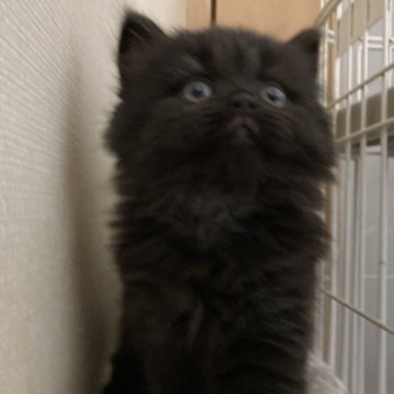 スコティッシュフォールド【三重県・女の子・2023年3月2日・ブラック（ロング）】の写真「ブラック！わかりにくいがお目目くりくりな子♡」