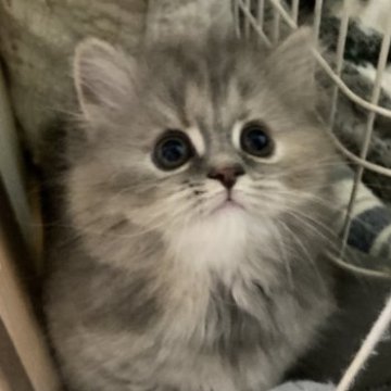 スコティッシュフォールド【三重県・女の子・2023年2月18日・ブルーパッチドタビー（ロング）】の写真「貴方だけのオンリーワン♡」