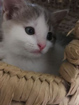 スコティッシュフォールド(立ち耳)【三重県・男の子・2019年4月15日・ブルータビー&ホワイト（ショート）】の写真「男前の男の子☆お値段下げました」