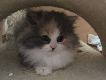 スコティッシュフォールド(立ち耳)【三重県・女の子・2018年12月3日・ダイキュートキャリコ（ロング）】の写真「きれいな模様のお姫様♡」