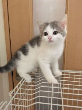 スコティッシュフォールド(立ち耳)【三重県・男の子・2019年4月14日・ブルータビー&ホワイト（ショート）】の写真「猫ではなく仙人みたいな男の子☆お値段下げました」