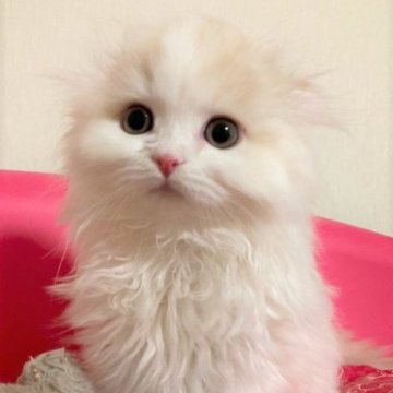 スコティッシュフォールド(折れ耳)【三重県・男の子・2023年2月18日・クリームホワイト（ロング）】の写真「優しい毛色の男の子☆」