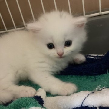 スコティッシュフォールド(立ち耳)【三重県・男の子・2023年8月10日・ホワイト（ロング）】の写真「ホワイト立耳オス」
