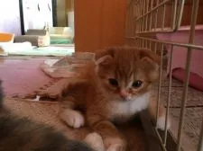 スコティッシュフォールド【三重県・男の子・2016年6月28日・レッドマッカレルタビー&ホワイト】の写真1「真ん丸なお顔です」