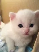 スコティッシュフォールド(立ち耳)【三重県・男の子・2017年3月13日・】の写真2