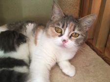 スコティッシュフォールド【・女の子・2018年3月27日・シルバーパッチドタビー&ホワイト】「お鼻の黒い模様がチャームポイント」