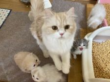 スコティッシュフォールド【・女の子・2020年10月30日・クリームアンドホワイト】