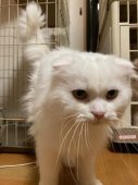 スコティッシュフォールド【・男の子・2022年2月12日・ホワイト】