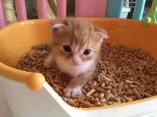 スコティッシュフォールド【三重県・男の子・2016年6月28日・レッドマッカレルタビー&ホワイト】の写真2「今はやりのくるぶしソックス君」