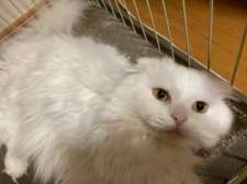 スコティッシュフォールド【・男の子・2022年2月12日・ホワイト】
