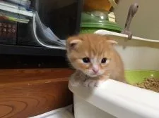 スコティッシュフォールド【三重県・男の子・2016年6月28日・レッドマッカレルタビー&ホワイト】の写真3「おトイレもばっちり」