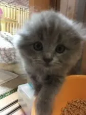 スコティッシュフォールド(折れ耳)【三重県・女の子・2018年2月28日・ブルータビー】の写真4「ドアップ」