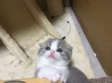 スコティッシュフォールド(折れ耳)【三重県・女の子・2017年4月12日・(ショート)】の写真4