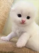 スコティッシュフォールド(折れ耳)【三重県・男の子・2021年12月12日・ホワイト】の写真4