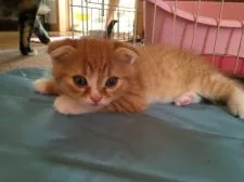 スコティッシュフォールド【三重県・男の子・2016年6月28日・レッドマッカレルタビー&ホワイト】の写真4「お耳も折れてます」