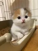 スコティッシュフォールド(折れ耳)【三重県・女の子・2022年8月3日・キャリコ】の写真5