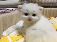 スコティッシュフォールド(立ち耳)【三重県・男の子・2017年4月12日・(ロング)】の写真5