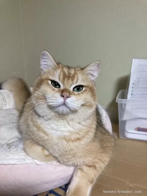 ジェラートピケ　cat 猫　ブランケット　ブリティッシュ gelato pique - ジェラート ピケ ツインキャット ジャガード